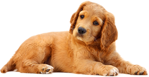 Lying Dog