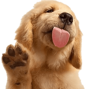 Puppy bye